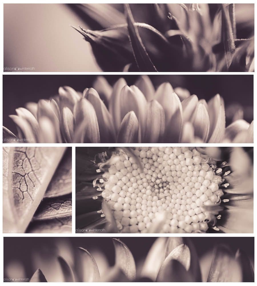 b&w flowers