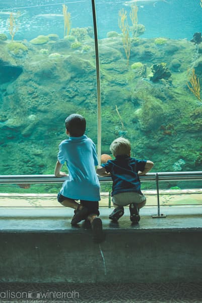 Lifestyle_family_session_aquarium _Web_WM-56
