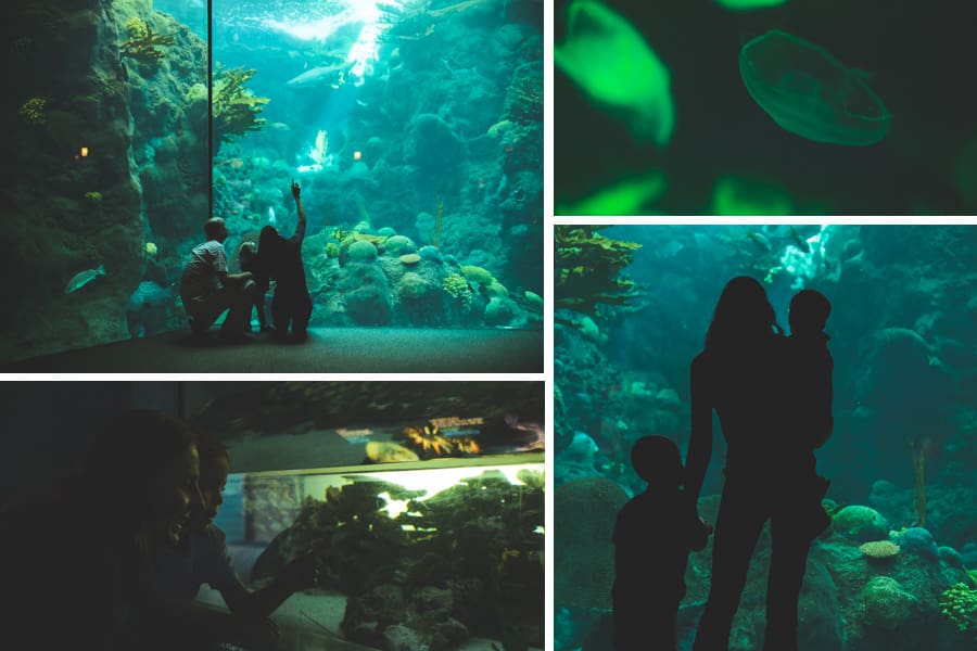 Tampa_lifestyle_photography_florida_aquarium