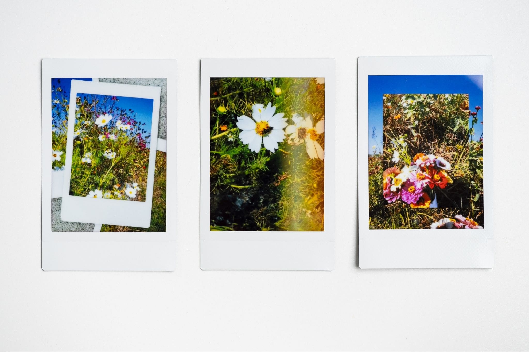 three instant photos on a white background of flowers